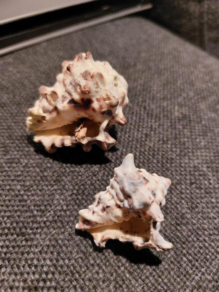 Twee schelpen, Ophalen of Verzenden, Schelp(en)