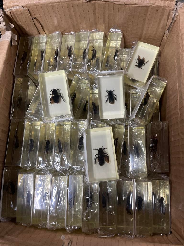 Vliegen in hars, Verzamelen, Dierenverzamelingen, Ophalen of Verzenden, Nieuw, Beeldje of Figuurtje