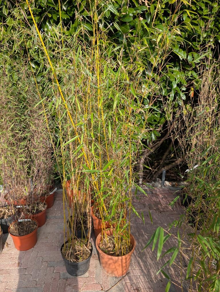 Bamboe Fargesia Rufa, Ophalen, Bloeit niet, Overige soorten, Halfschaduw