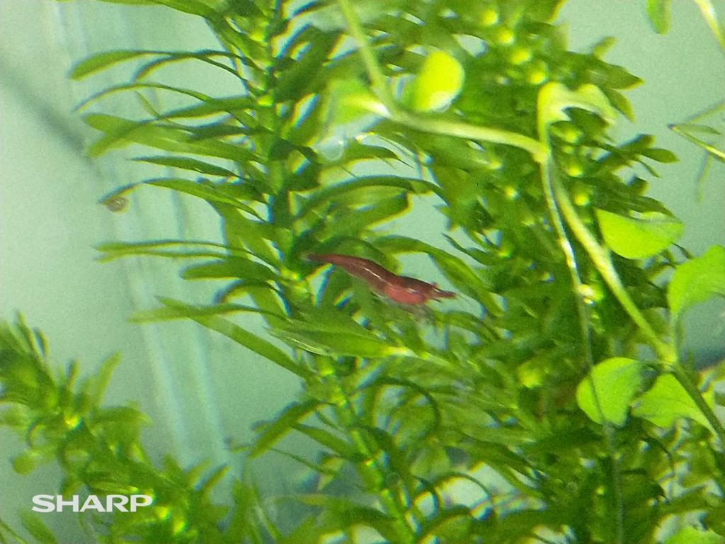 Garnalen rood, Dieren en Toebehoren, Vissen | Aquariumvissen, Kreeft, Krab of Garnaal