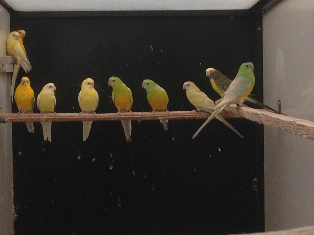 Roodrugparkieten, Meerdere dieren, Parkiet, Geringd
