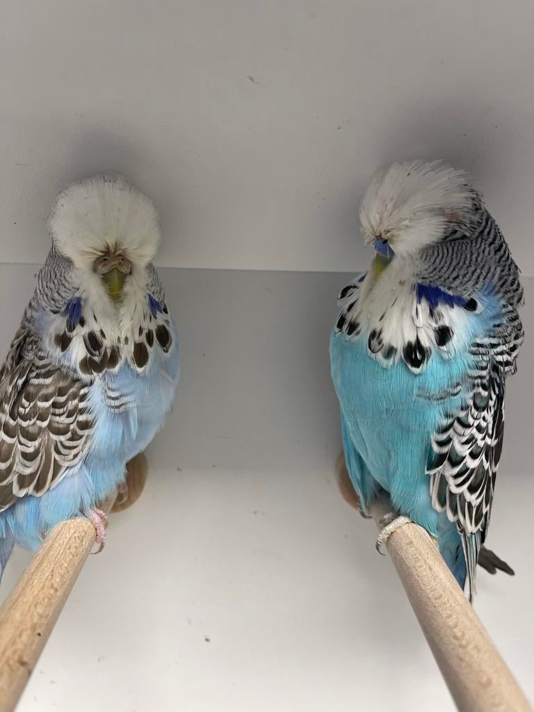 Engelse grasparkieten koppels, Dieren en Toebehoren, Vogels | Overige Vogels, Meerdere dieren, Geringd