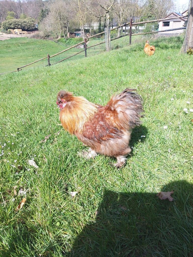 Zijdehoen haan gratis, Dieren en Toebehoren, Pluimvee, Mannelijk, Kip