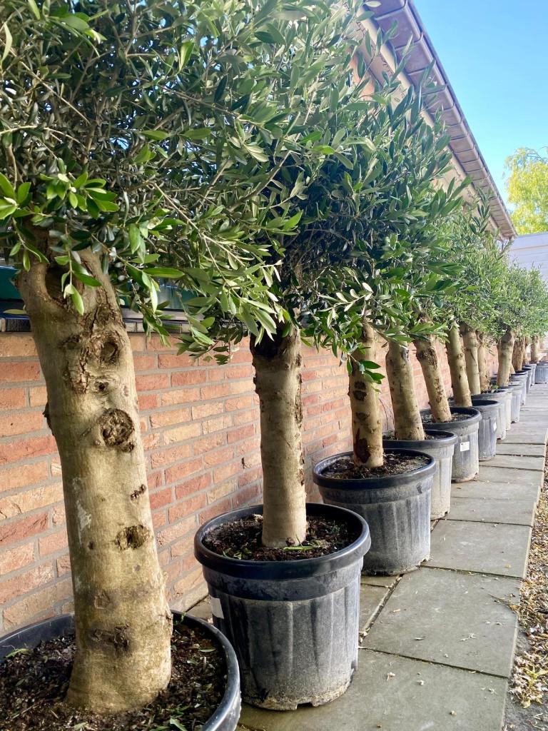 Mooie Olijfboom pure mediterrane sfeer elke dag in je tuin., 100 tot 250 cm, Olijfboom, Zomer, Ophalen