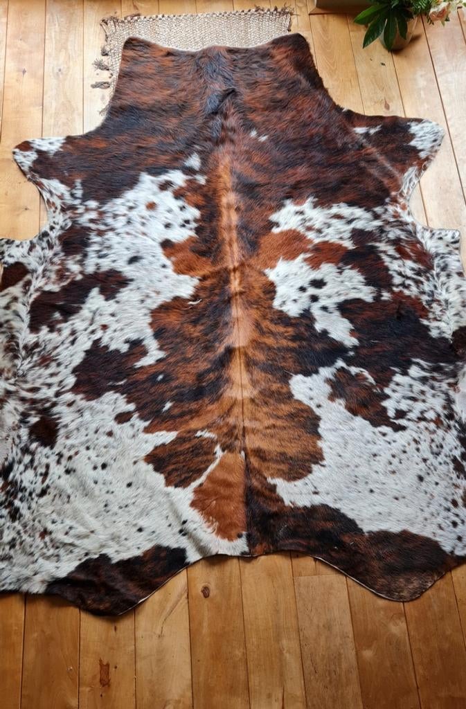 KOEIENHUID Mooie Normandische 3 kleur, Ophalen, Gebruikt, 100 tot 150 cm, Landelijk, Rustiek, Natuurlijk