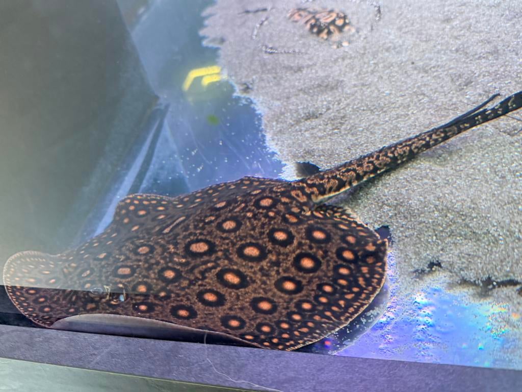 Potamotrygon mini marble vrouw motoro, Dieren en Toebehoren, Vis