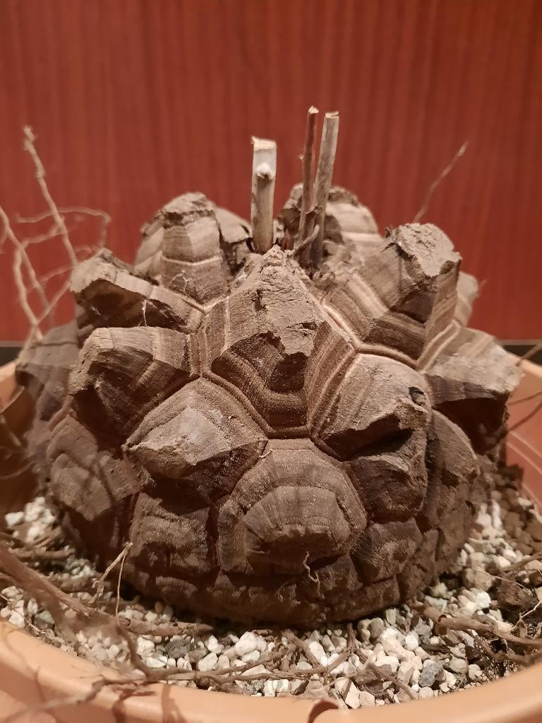 Dioscorea elephantipes XL, spikey caudex, very special form, Verzenden, Halfschaduw, Minder dan 100 cm