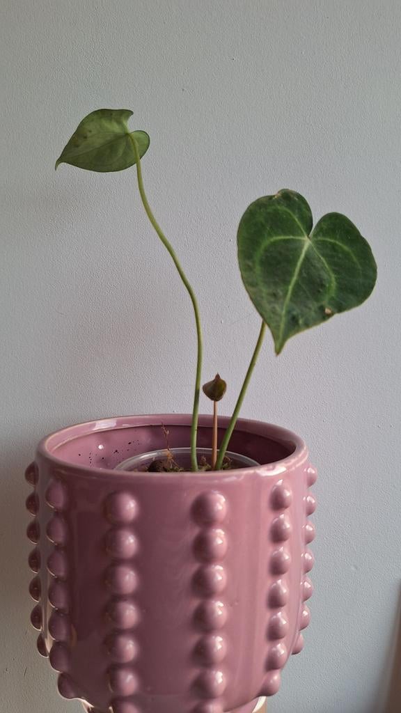 Stek Anthurium Clarinervium, Ophalen