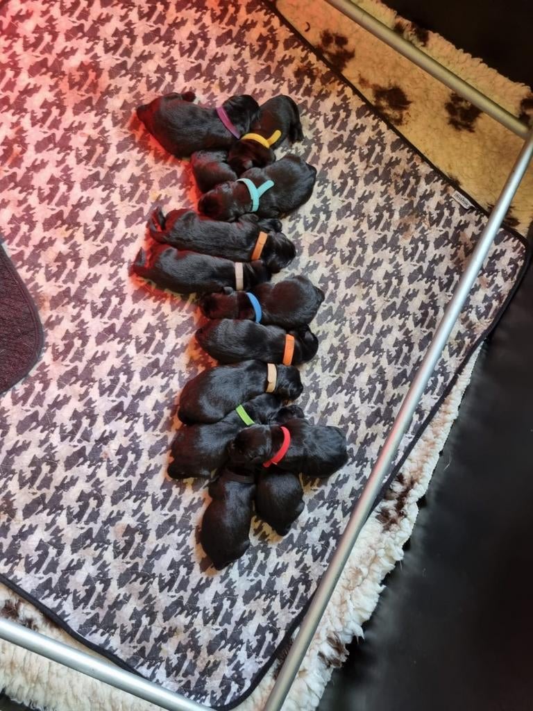 Schitterende zwarte labradorpups, Dieren en Toebehoren, Honden-accessoires, Ophalen
