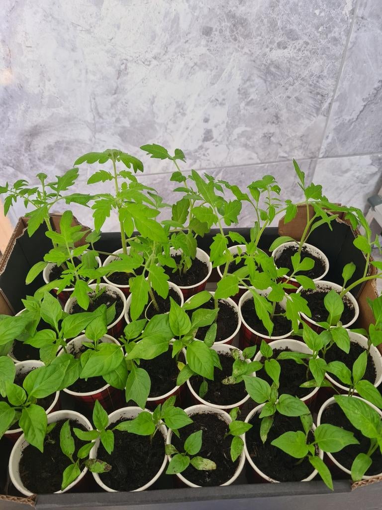 Bio stekjes Punt paprika en Tomaat, Tuin en Terras, Planten | Tuinplanten, Ophalen of Verzenden, Eenjarig, Groenteplanten, Volle zon