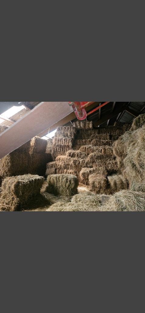 Kleine hooibaaltjes, Dieren en Toebehoren, Ophalen of Verzenden, Vee