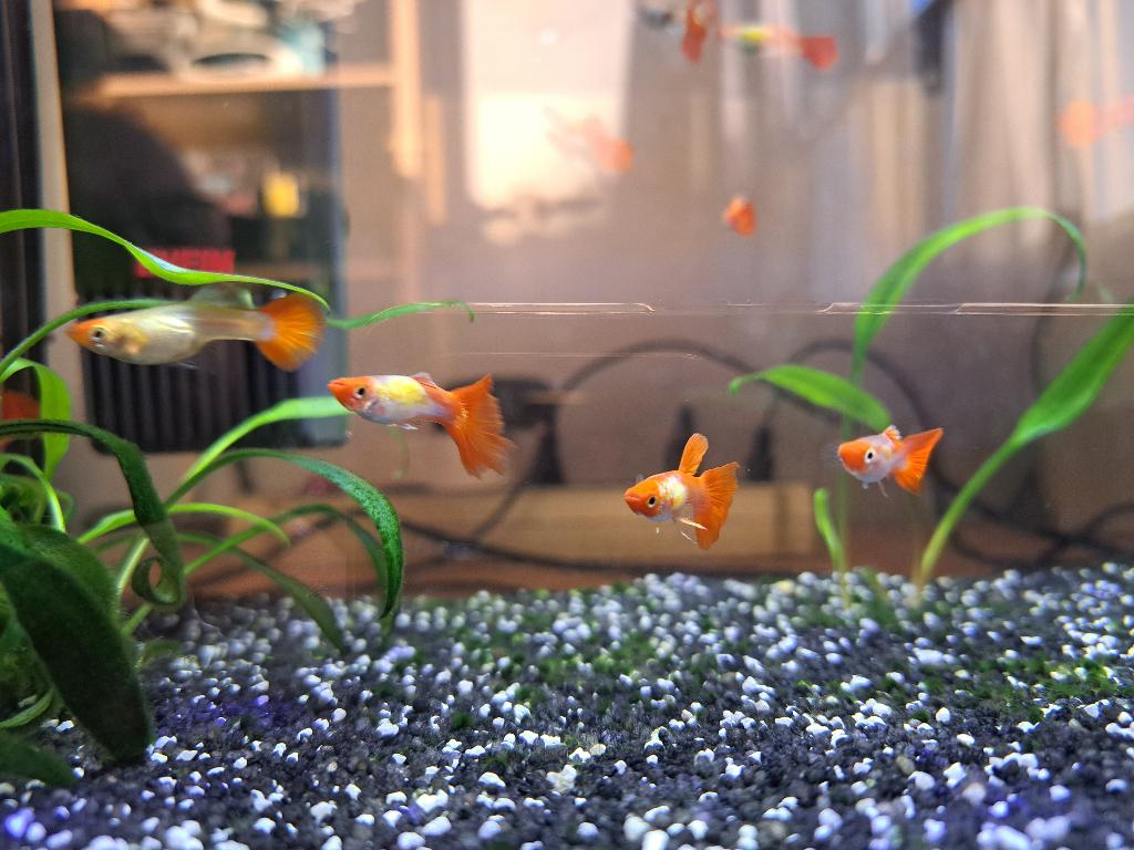 Koi Kohaku guppen (red cap) - paren (2/3), Dieren en Toebehoren, Vissen | Aquariumvissen, Vis, Zoetwatervis, Schoolvis