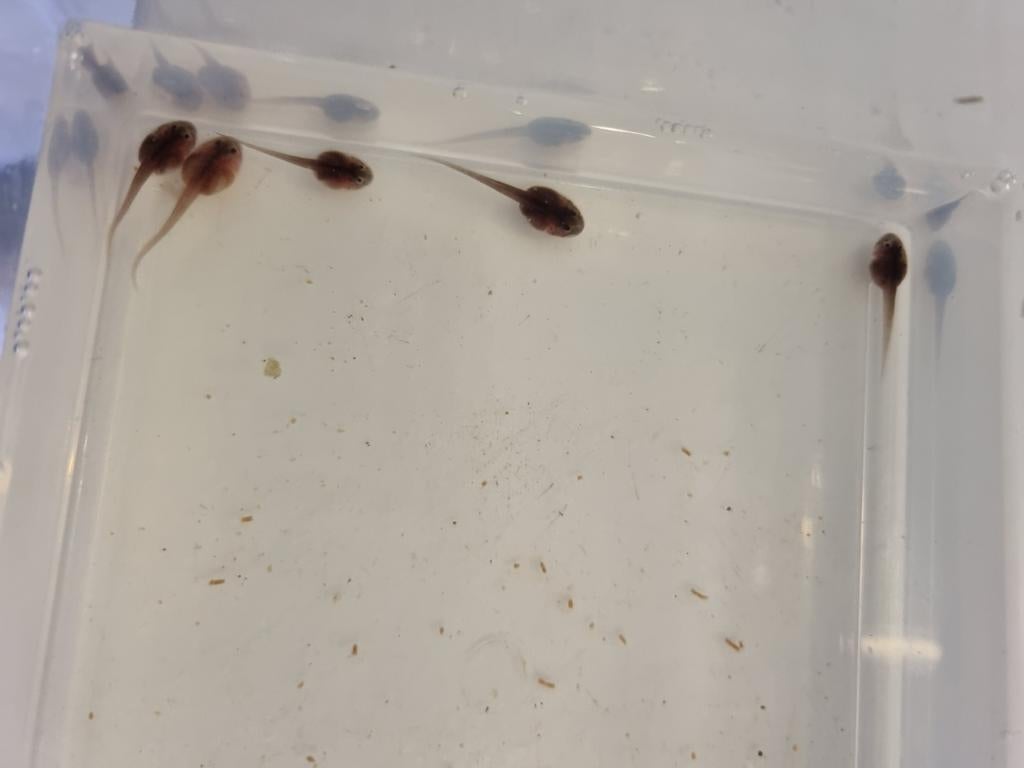 Phyllobates Bicolor larven Frog - unknown for sale from Hulshof