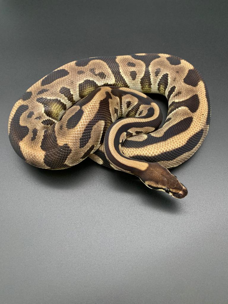 0.1 Leopard 66% het DG python regius Ball Python - female for sale from DemonSnakes