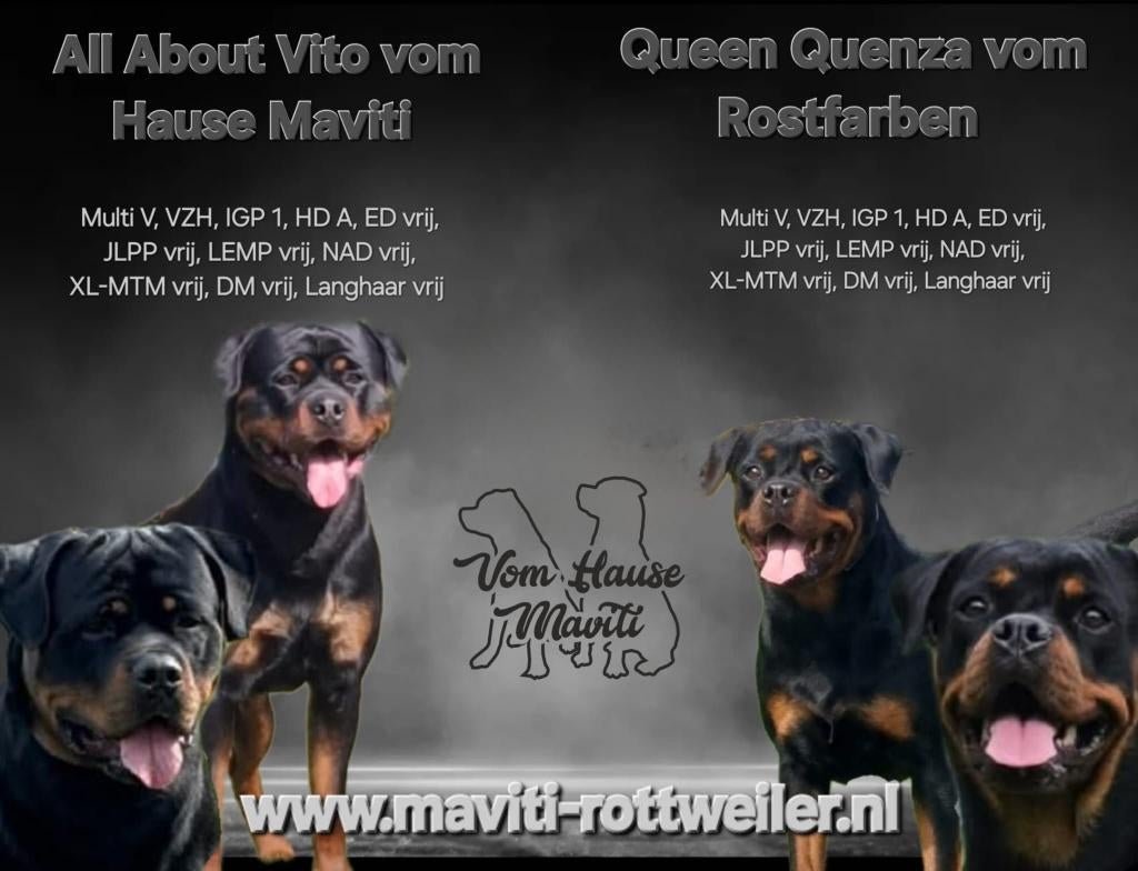 Rottweiler pups met stamboom, nog één teefje beschikbaar, HCC (leverziekte), 8 tot 15 weken, Meerdere, Meerdere dieren