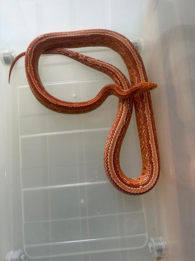 Korenslang te koop Corn Snake - female for sale from Meens