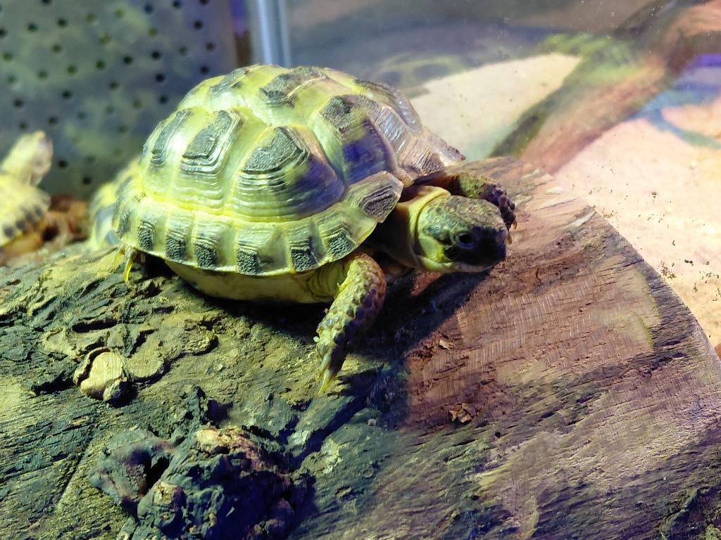 Russische vierteenschilpad (Testudo horsfieldii), Dieren en Toebehoren, Reptielen en Amfibieën, Schildpad, 0 tot 2 jaar