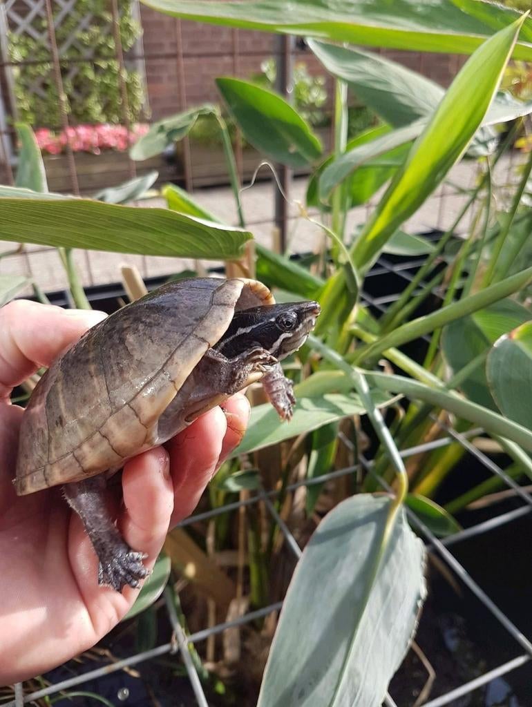 Enkele Muskusschildpadden kleinblijvende muskus schildpadden Turtle - unknown for sale from HLM.