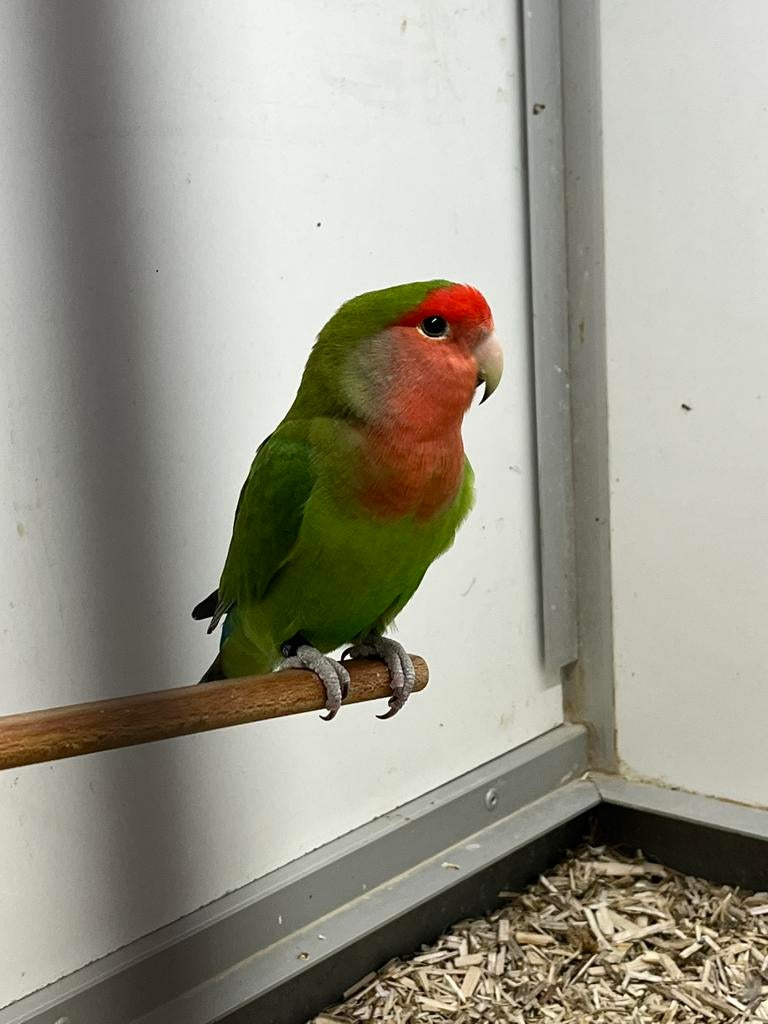 Agapornis Roseicolli Man + DNA, Mannelijk, Dwergpapegaai of Agapornis, Geringd