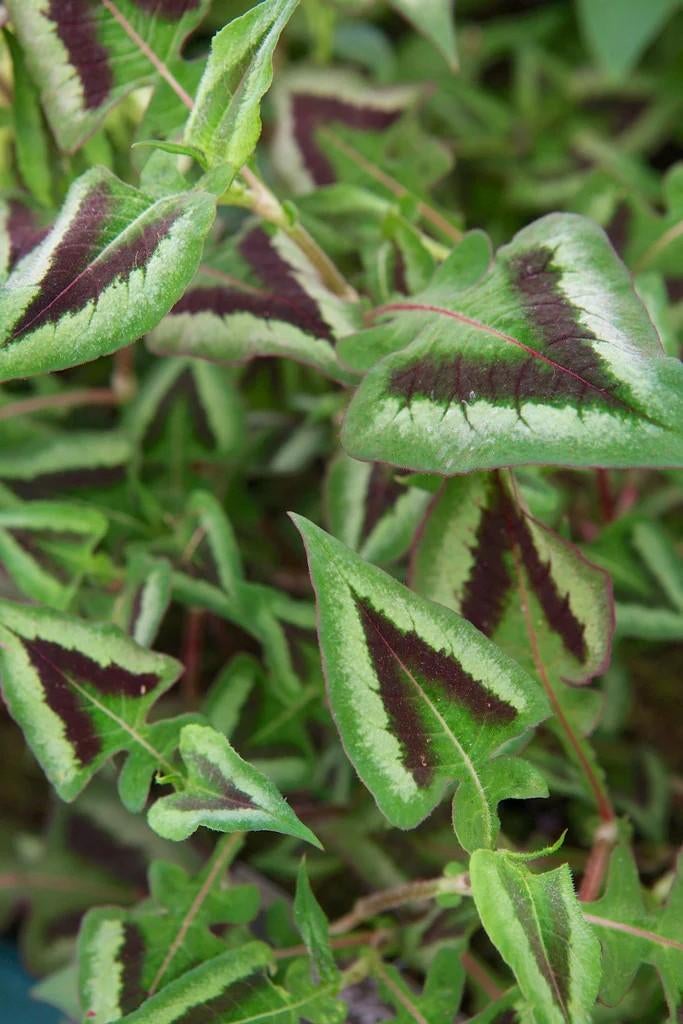 Persicaria Purple Fantasy, Ophalen, Overige soorten, Volle zon