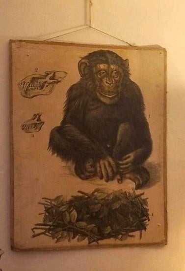 Vintage schoolplaat chimpansee Meinhold Dresden 1920, Ophalen of Verzenden