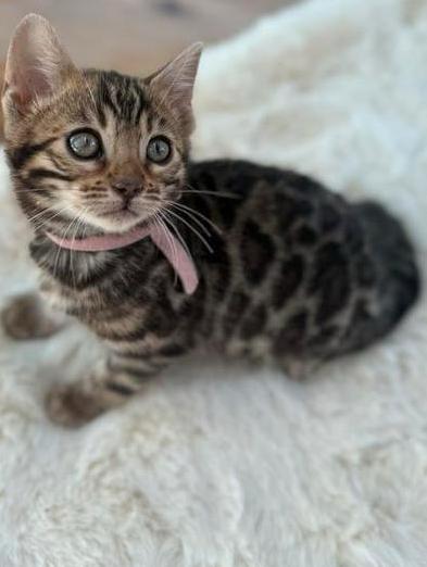 Bengaal kittens met stamboom zilver en bruin, Dieren en Toebehoren, Katten en Kittens | Overige Katten, Meerdere dieren