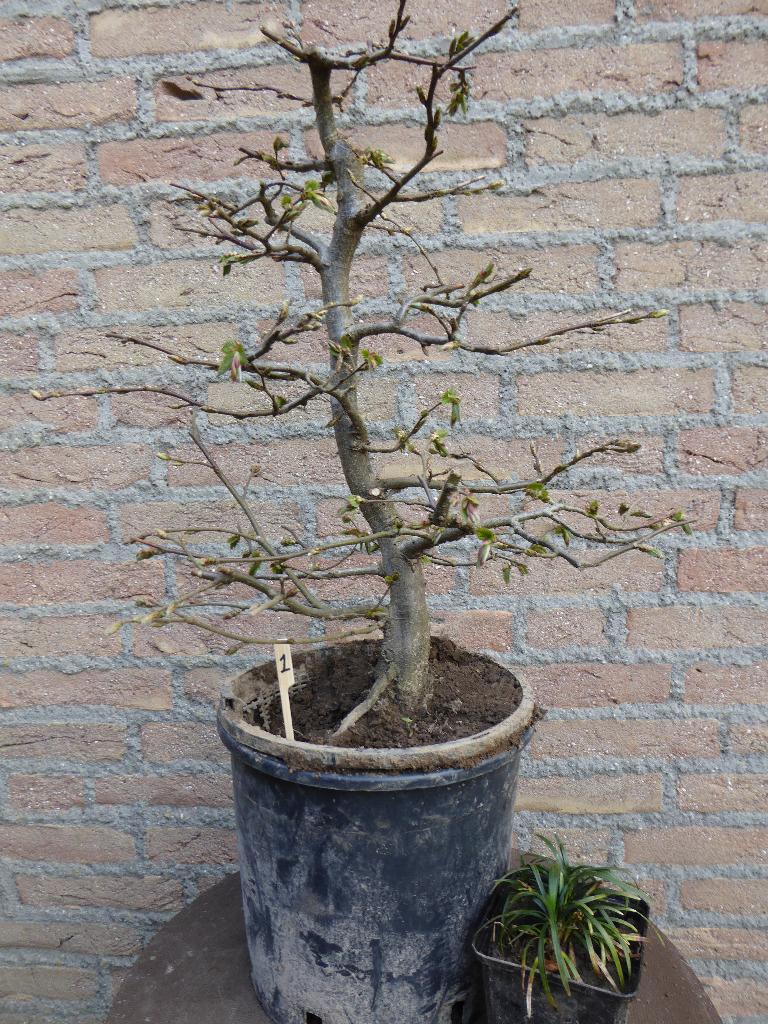 Bonsai: Carpinus betulus (haagbeuk), Tuin en Terras, Ophalen, Bloeit niet, Halfschaduw, Overige soorten