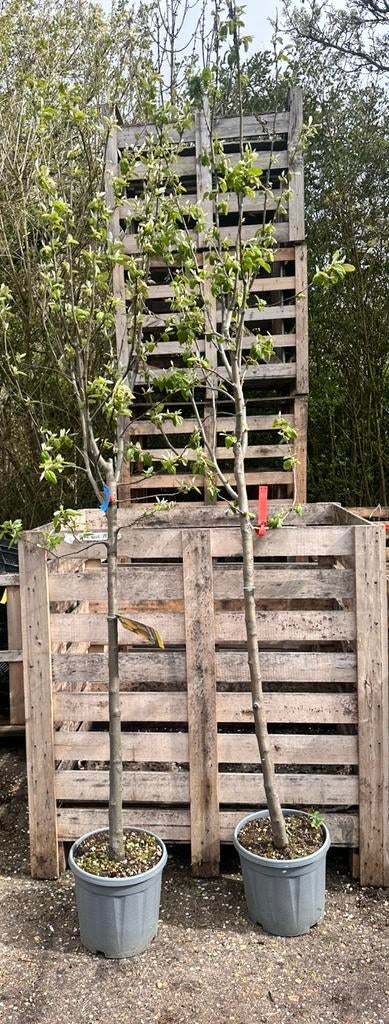 Kweepeer bomen. Ongeveer 2 m hoog, Ophalen, Volle zon, Overige soorten