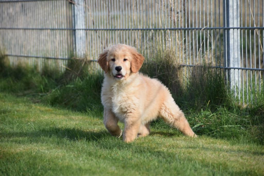 Golden retriever pups, Dieren en Toebehoren, Honden | Retrievers, Spaniëls en Waterhonden, Golden retriever, 15 weken tot 1 jaar