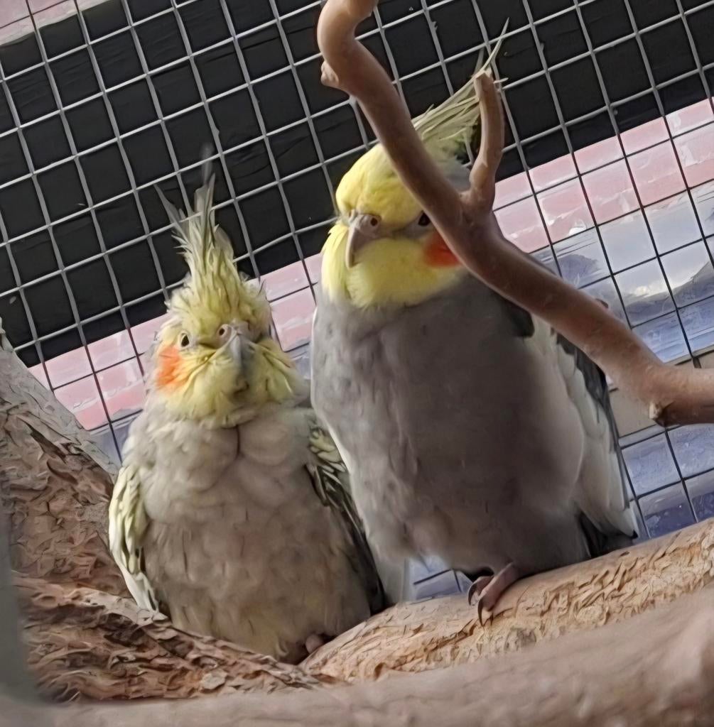 Koppel valkparkieten, Dieren en Toebehoren, Vogels | Parkieten en Papegaaien, Meerdere dieren, Parkiet
