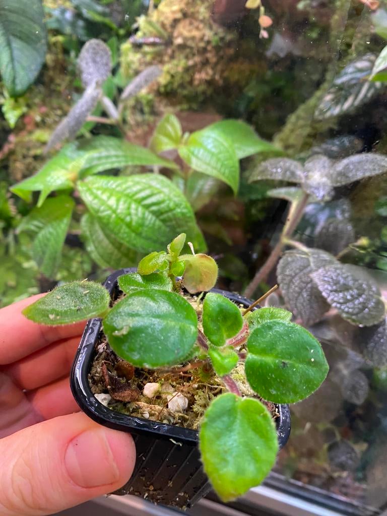 Chirita tamiana, Huis en Inrichting, Kamerplanten, Ophalen of Verzenden, Halfschaduw, Minder dan 100 cm