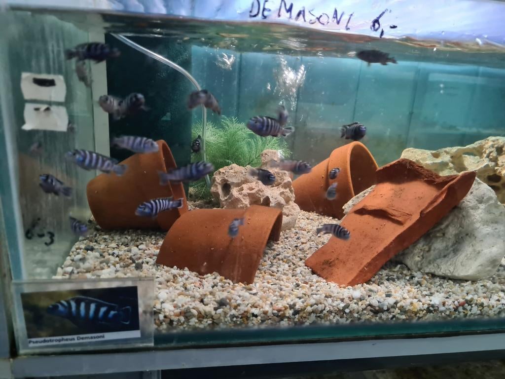 Pseudotropheus Demasoni Malawi Cichliden, Vis, Zoetwatervis