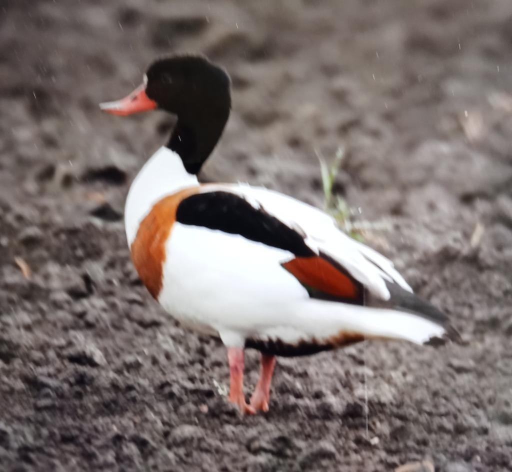 Siereenden, Vrouwelijk, Gans of Zwaan