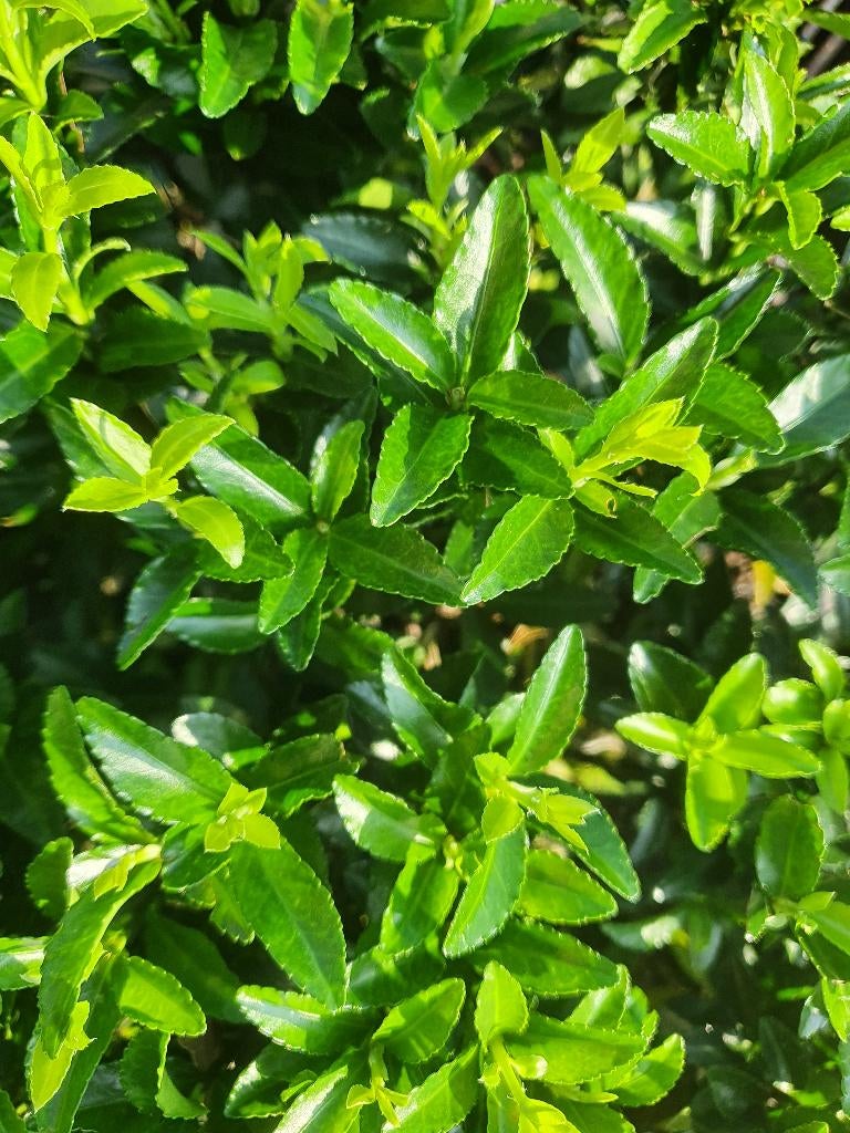 Buxusvervanger Kardinaalshoed Green Spire sterke haag, Tuin en Terras, Planten | Struiken en Hagen, Ophalen of Verzenden, Overige soorten