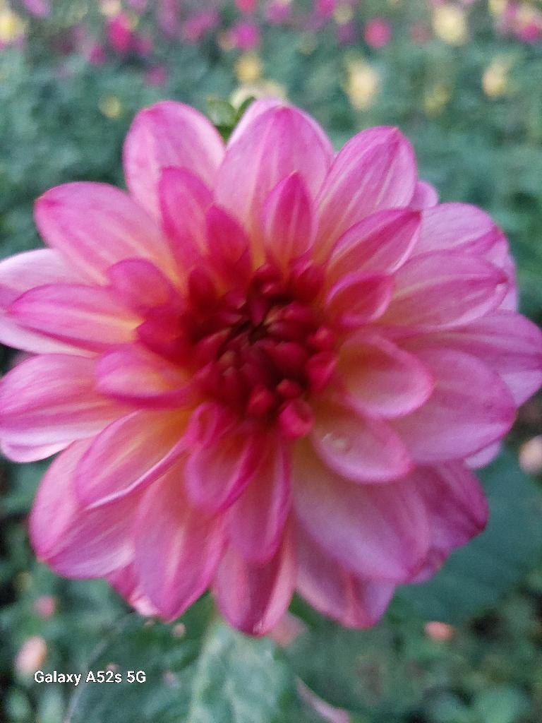 Dahlias knollen, Ophalen of Verzenden, Voorjaar, Volle zon, Knol