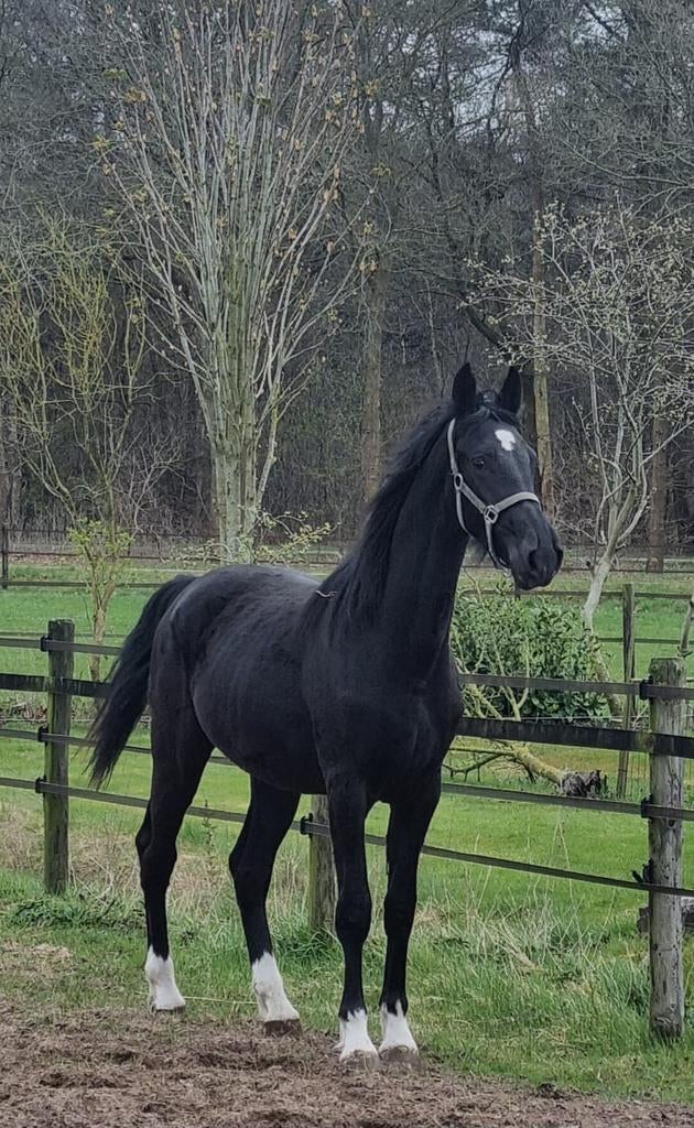 Twee jarige zwarte merrie en drie jaarlingen, Merrie, 0 tot 2 jaar