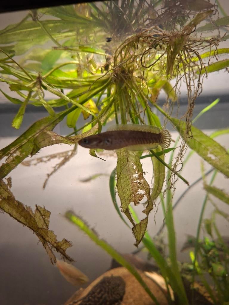 Channa andrao, Dieren en Toebehoren, Vis