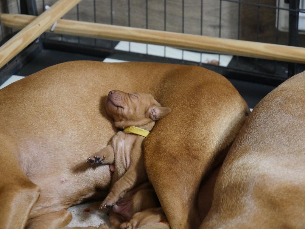 te koop vizsla pups .Met fci stamboom en koopgarantie ., Parvo, Overige rassen, 8 tot 15 weken, Meerdere