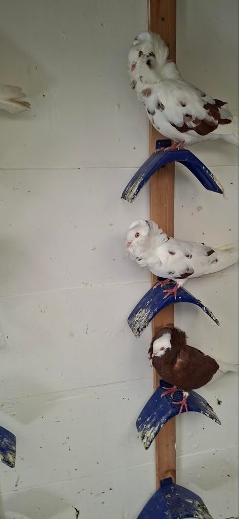 Te koop sierduiven Oudhollands kapucijnen duiven, Meerdere dieren, Overige soorten