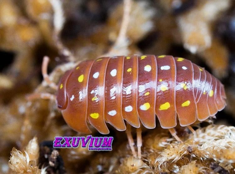 Armadillidium frontetriangulum Orange isopods / pissebedden, Dieren en Toebehoren, Overige soorten