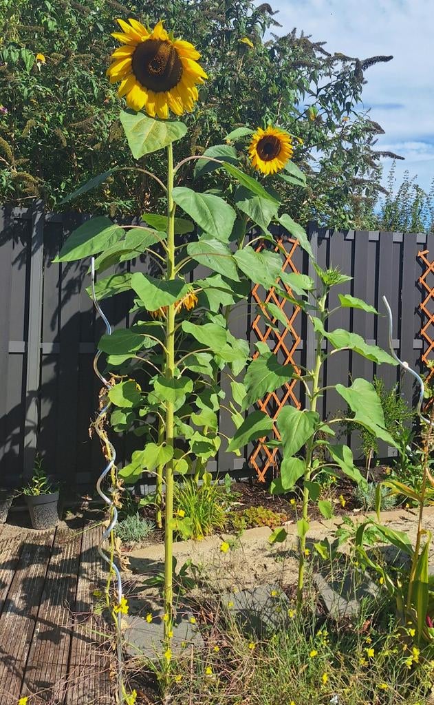 Zonnebloemzaden, Ophalen, Volle zon, Overige soorten, 100 tot 250 cm