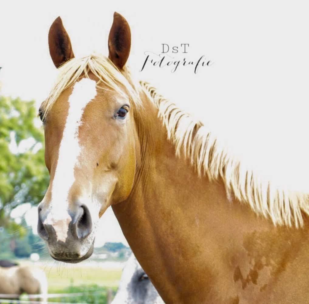 holistisch paardenmens gezocht voor kwpn merrie, Dieren en Toebehoren, Paarden, Merrie, 11 jaar of ouder, Recreatiepaard