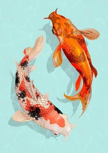 Gezocht gratis koi karper / goudvissen / goud windes, Dieren en Toebehoren, Goudvis(sen)