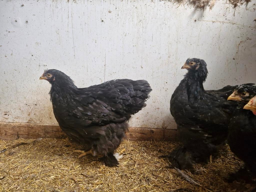 Kuikens hennen cochin groot, Meerdere dieren, Kip