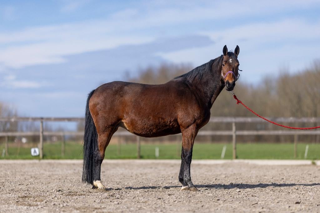 hele lieve fokmerrie zoekt een 10 sterrrenhuisje, Dieren en Toebehoren, Merrie
