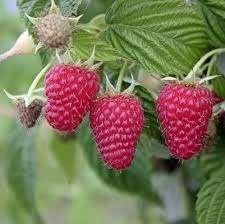 Herfst framboos, Ophalen