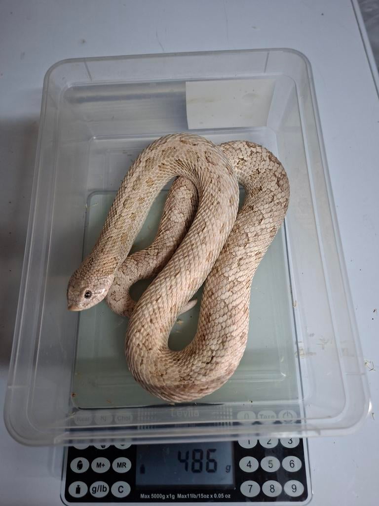 Hognose toxic 1.1 Hognose Snake - male for sale from luc