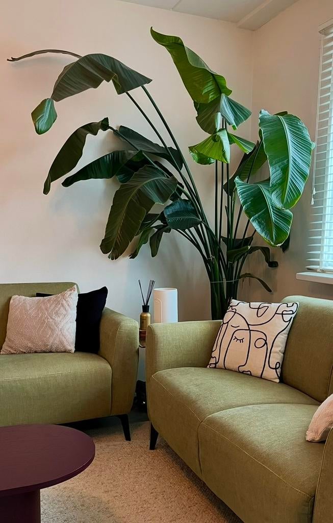 Grote Strelitzia (Paradijsvogelplant) te koop🪴, Tuin en Terras, Planten | Bomen, Ophalen, Volle zon, Overige soorten, Minder dan 100 cm