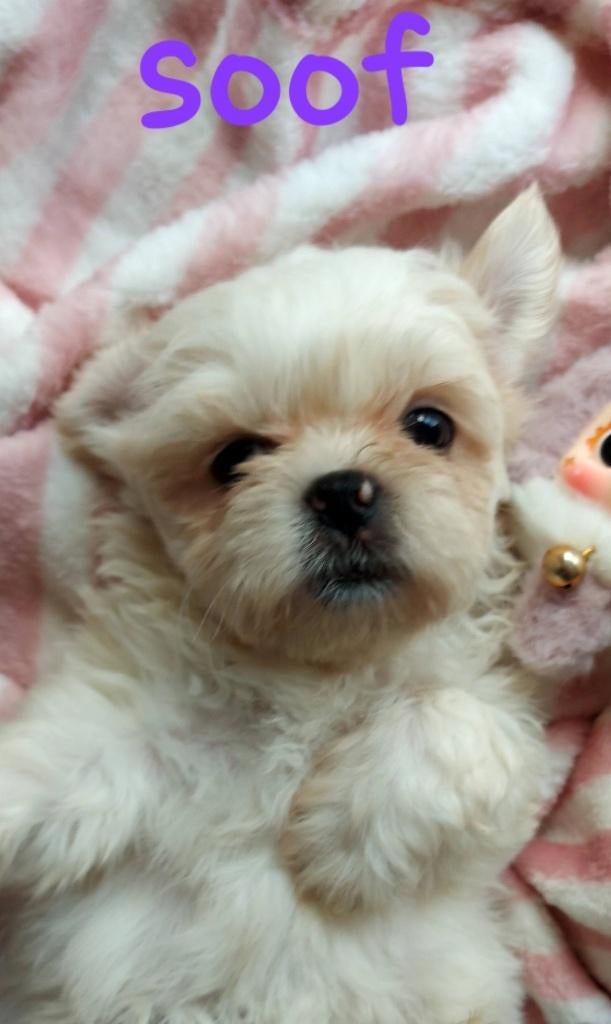 mooi boomers as zaterdag8 weken, Nederland, Overige rassen, 8 tot 15 weken, Meerdere