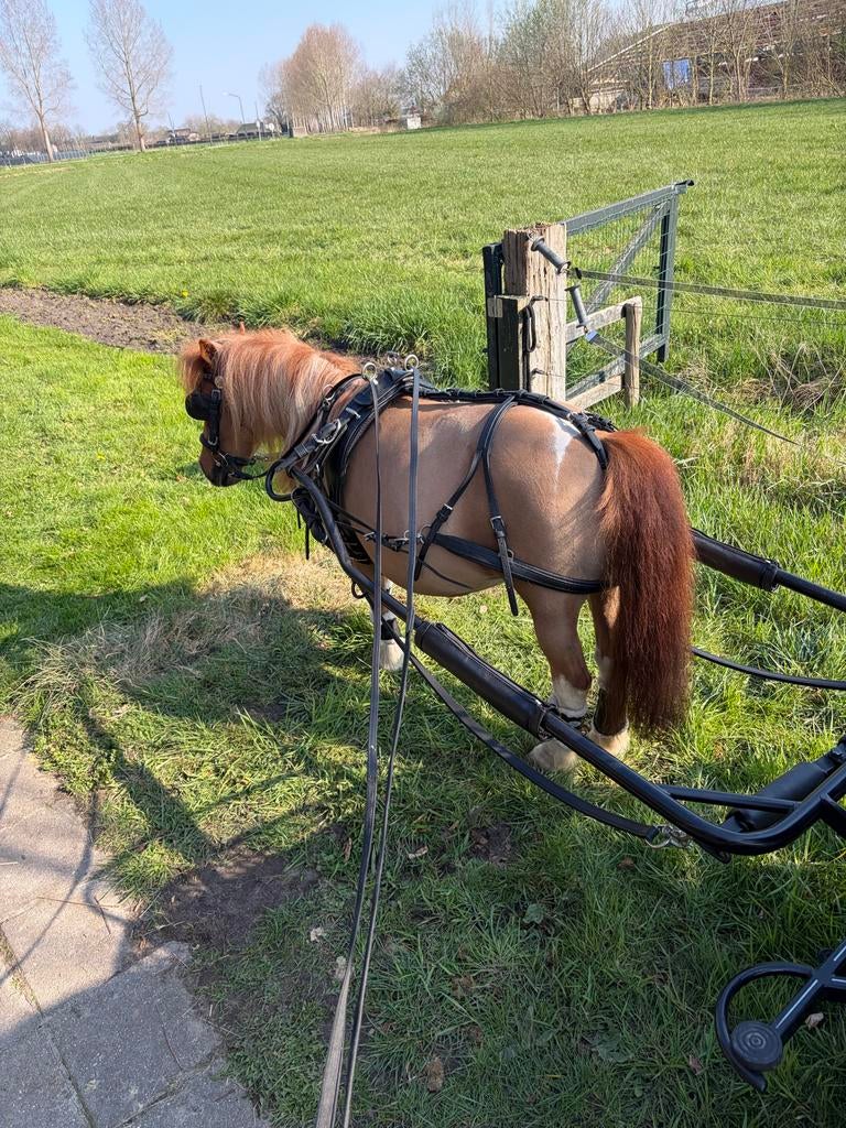 Tjeu van de Meulengraaf kunststof enkelspantuig shetlander, Dieren en Toebehoren, Ophalen of Verzenden, Zo goed als nieuw, Overige soorten